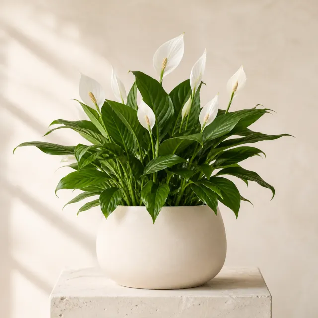 Full Peace Lily