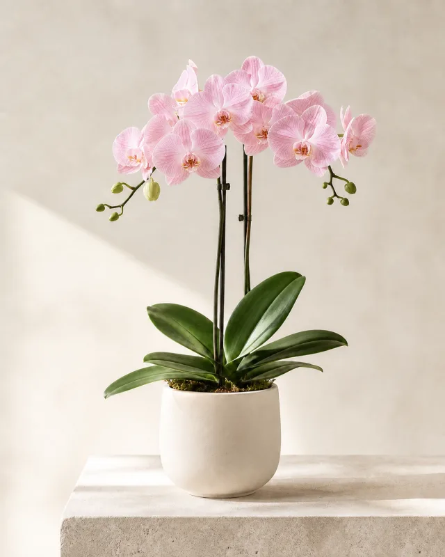 Double blush pink Phalaenopsis orchid in an ivory ceramic vessel