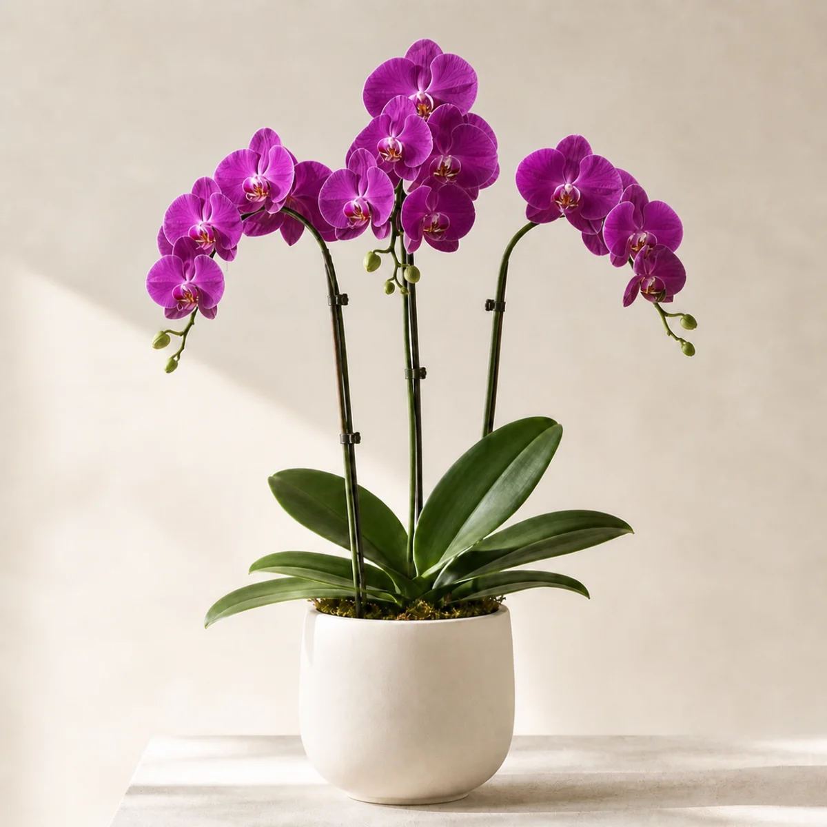 Triple purple Phalaenopsis orchid in an ivory ceramic vessel