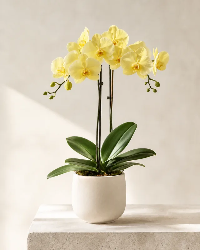 Double butter yellow Phalaenopsis orchid in an ivory ceramic vessel
