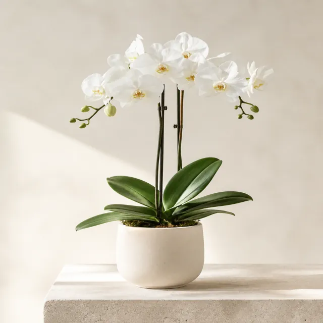 White orchid presented in a ceramic vessel