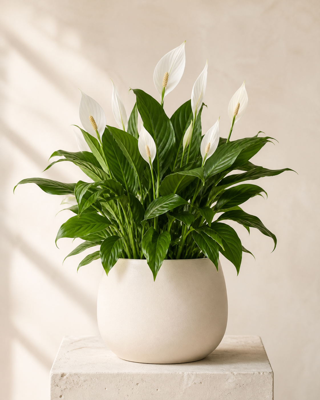 Peace Lily by Fairway Florist